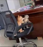 アニサ