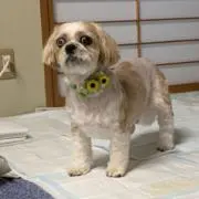 やまびこの画像