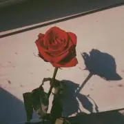 Gの画像