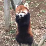 なつの画像