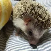 さい
