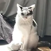 しょうゆの画像