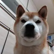 ゴンちゃんの画像