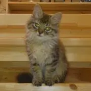ミーノ