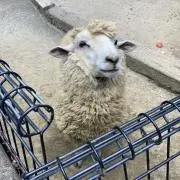 きちあんの画像