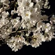 melyの画像