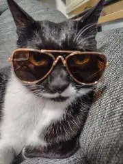 野良猫の画像