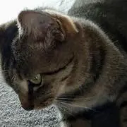 ちびあき