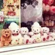 のーちゃんの画像