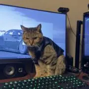 しまの画像