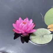しめじ