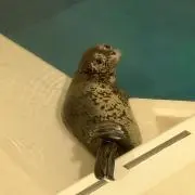 ゆっの画像