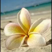 Alohaの画像