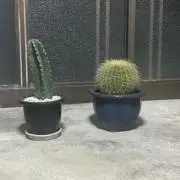 こはるびよりの画像