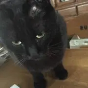 あやかの画像