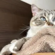 R...の画像