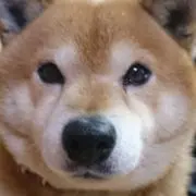 ★柴犬★