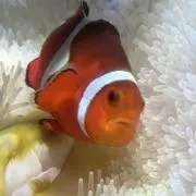 もそもその画像