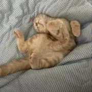 ましまろの画像