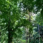 もちの画像