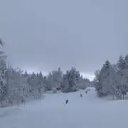 ユングの画像