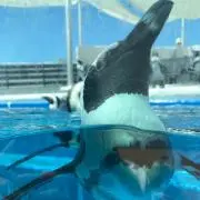 ぺんの画像