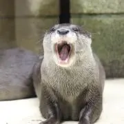 macoriの画像