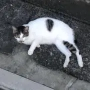 ゆうゆ