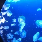 さちか　(プロフ必読)