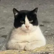 猫猫 の コレクションの画像