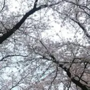 めめの画像