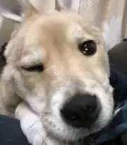 SORAの画像