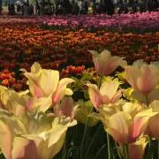 きなこ棒の画像