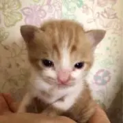 あきの画像