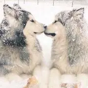 ハネッコ