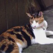 あっしゅの画像