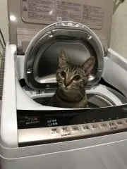 ソルトの画像
