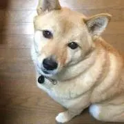 ぽん