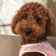 ほのちゃん