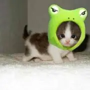 よっしーの画像