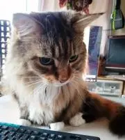 にのとらの画像