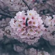 柏モチの画像