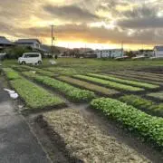 明君の画像