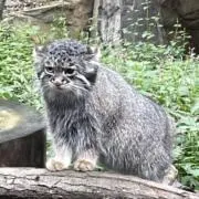 フウタの画像