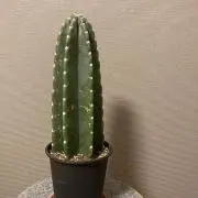 saboの画像