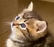 ぴょんの画像