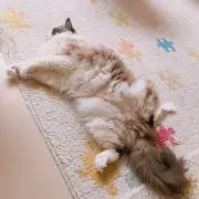 げんまいの画像