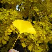 ポテコの画像