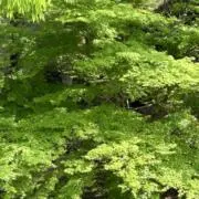 culusの画像