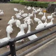 みぃの画像